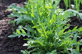 500 Rocket Arugula Seeds – Heirloom, Fast-Growing, Spicy & Nutty Greens, Non-GMO, Cool-Season Crop