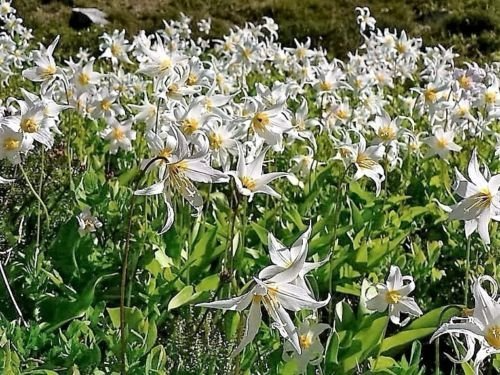 10 White Avalanche Lily Seeds (Erythronium Montanum) | Perennial Flower, Beautiful White Blooms, Easy to Grow, Shade Loving