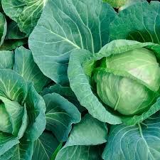 250 Seeds Golden Acre Cabbage - Brassica oleracea | Heirloom Cabbage for Planting, Gardening & Delicious Fresh Harvest