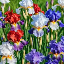 30 Iris Flower Seeds (Iris siberica) Colorful Mix, Purple, White, Red, Blue, Siberian Iris, Easy to Grow, Vibrant Outdoor Garden Flowers