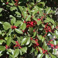 500 mg Seeds Ilex Opaca - American Holly for Planting | Evergreen Native Shrub for Wildlife, Privacy, and Landscaping