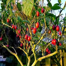 10 Tamarillo Tree Tomato Seeds (Cyphomandra betacea) – Fast-Growing Fruit Tree, 60+ lbs Yield