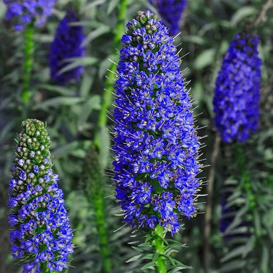50 Pride of Madeira Seeds (Echium fastuosum) | Blue Bugloss Flowering Plant, Beautiful Blue Blooms, Hardy Shrub, Pollinator-Friendly Garden