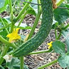 20 Seeds Suyo Long Cucumber - Cucumis sativus | Sweet, Crisp, and Burpless Heirloom Variety
