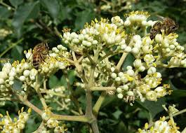20 BEE TREE SEEDS (Euodia danielli) | Tetradium, Rare, Superior Honey, Pollinator-Friendly Tree, Attract Bees, Fast-Growing