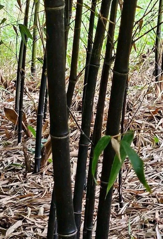 Black Bamboo Phyllostachys Nigra, Live Bare Root Plant (3 Fresh Rhizomes), Ornamental Privacy Screen
