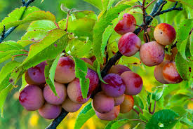 12 Wild American Plum Cuttings | Unrooted Edible Tree | Fresh, Wildlife Attractant |