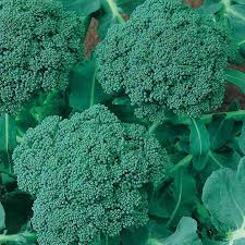1g Broccoli Waltham 29 Seeds Brassica oleracea | Heirloom Cold-Hardy Variety for Planting | Tender Florets & Nutrient-Rich Harvest