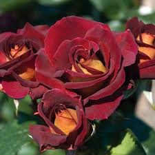 4 Dark Night Rose Cuttings Red & Pink Blooming Bush Perennial (6” Tall)