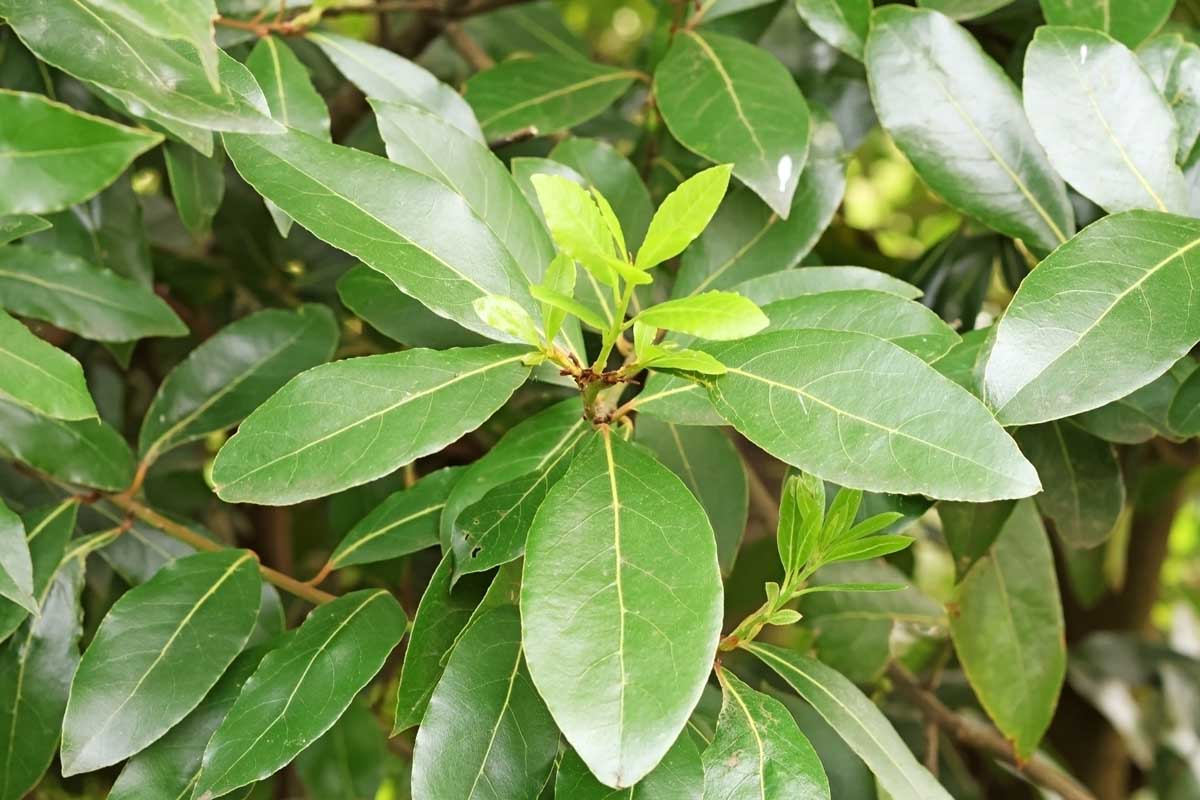 5 Unroot Cuttings (5-inch) Sweet Laurel Bay Tree - Fresh Bay Leaf Herb Plant Cuttings for Garden & Culinary Use - Laurus nobilis