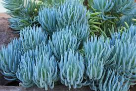9X Senecio Mandraliscae Blue Chalk Sticks Succulent Cuttings - 5" Long, Drought Tolerant