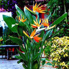 45 Orange Bird of Paradise Seeds (Strelitzia reginae) – Tropical Crane Flower Plant, 3-5 ft Tall, USDA Zones 9-11, Exotic Blooms