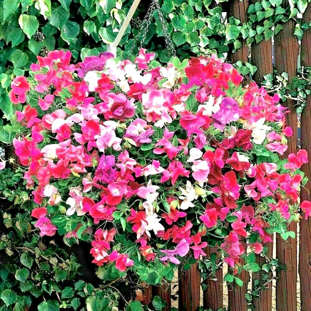 50+ Flaked Mixture Sweet Pea Seeds – Striped & Streaked Fragrant Blooms for Garden Planting, Climbing Vines for Trellises – USA