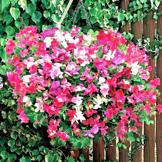 50+ Flaked Mixture Sweet Pea Seeds – Striped & Streaked Fragrant Blooms for Garden Planting, Climbing Vines for Trellises – USA