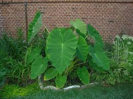 15 Colocasia Esculenta Bulbs - Elephant Ear Taro, Gabi, Kalo, Eddo - Ready to Grow, Tropical Plants