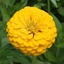 200 Seeds Zinnia Canary Bird Double Blooms - Non-GMO, Vibrant Cut Flowers, Attracts Butterflies, Easy to Grow, Long-Lasting Blooms