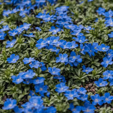 Blue Creeping Thyme Seeds - Non-GMO, Fragrant Ground Cover, Easy-Grow, Drought-Tolerant, Perfect for Rock Gardens, 250 Seeds