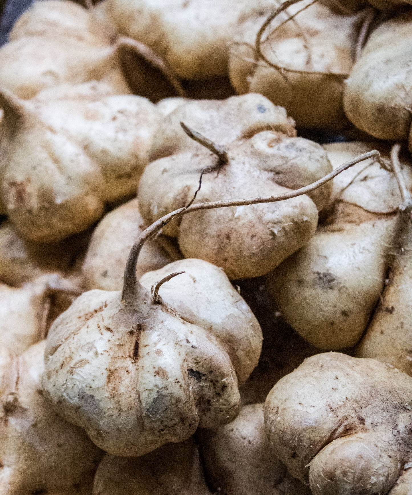 5 Seeds True Jicama – Pachyrhizus erosus | Heirloom Root Vegetable Seeds for Planting, Gardening & Fresh, Nutritious Harvests