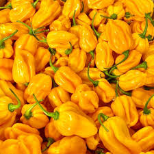 25 Caribbean Yellow Habanero Pepper Seeds – Capsicum chinense – Hot Chili, Heirloom, Non-GMO, 300,000+ Scoville