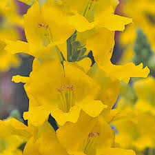 Chantilly Yellow Snapdragon Seeds (Antirrhinum majus) | 1000+ Seeds | Tall, Fragrant Yellow Blooms for Garden & Cut Flowers