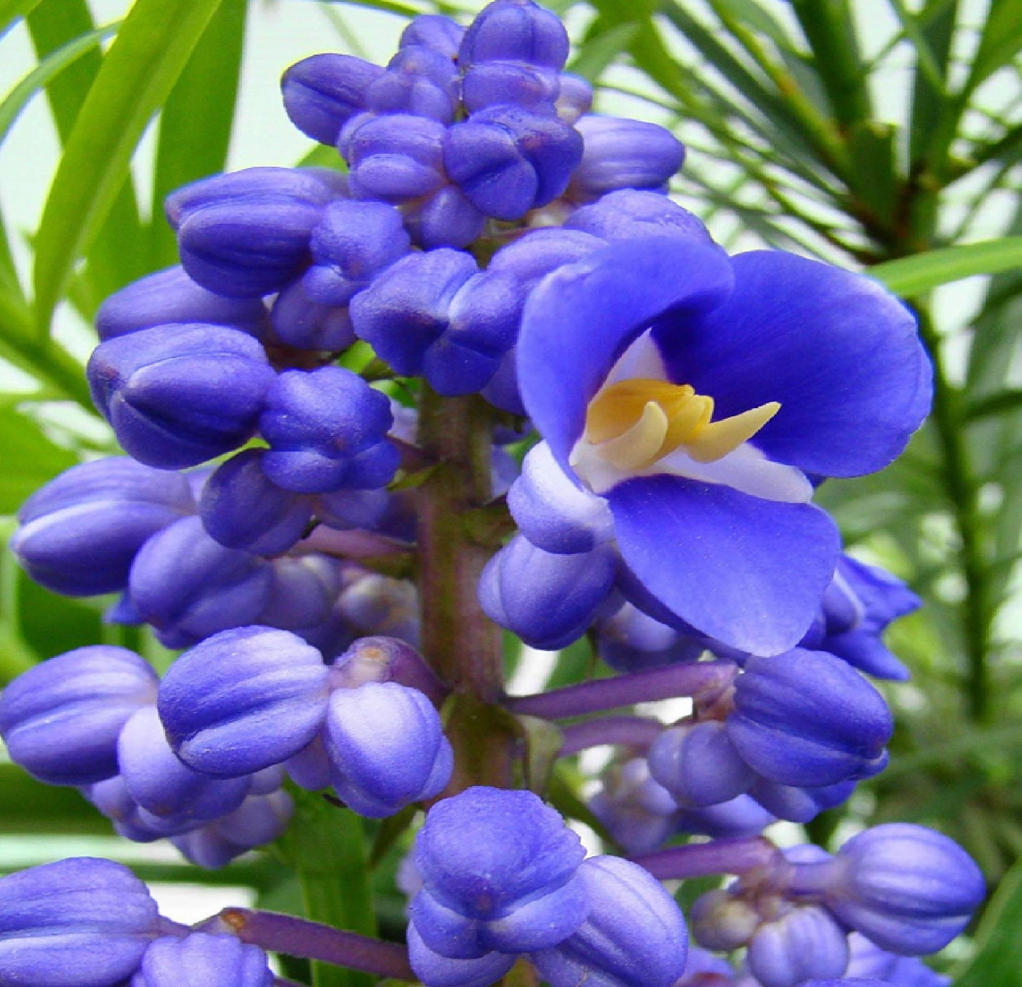 Sapphire Blue Ginger Starter Plant - Dichorisandra Thyrsiflora - Air Purifying, Evergreen, Cold Resistant, Deer & Drought Resistant
