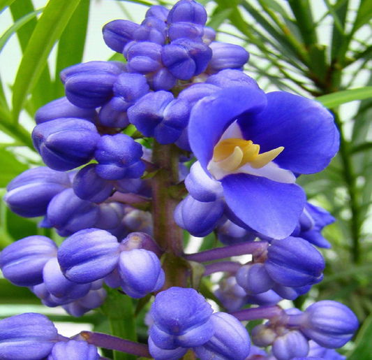 Sapphire Blue Ginger Starter Plant - Dichorisandra Thyrsiflora - Air Purifying, Evergreen, Cold Resistant, Deer & Drought Resistant