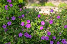 10 Cranesbill Wild Geranium Bare Roots – Organic Native Wildflower, Medicinal, Pollinator-Friendly, Hardy Perennial for Sun & Shade