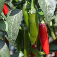 250 mg Seeds Serrano Tampiqueno Hot Pepper – Capsicum annuum | Heirloom Spicy Pepper Seeds for Planting, Gardening & Bold Flavor