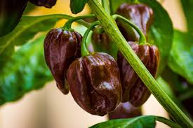 3 Chocolate Habanero Pepper Starter Plants - Super Hot Chili - Smoky & Spicy for Hot Sauce, Cooking, Garden Growing