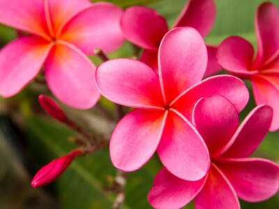 1 Pink Plumeria Cutting - Unrooted, 10" Frangipani, Tropical Flower Starter, Plumeria Rubra, Fresh Single Head Cutting, Rare Exotic Garden