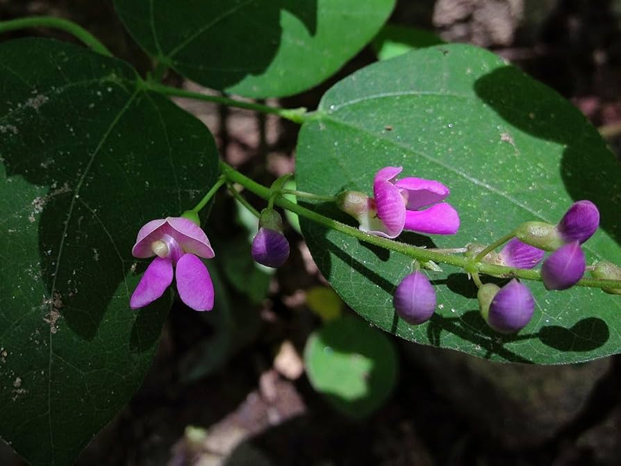 5 Seeds Phaseolus polystachios - Wild Kidney Bean Vine, Native Perennial Climber