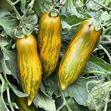 30 Green Sausage Tomato Seeds – Heirloom, Unique Green-Yellow Striped, Sweet & Tangy Flavor