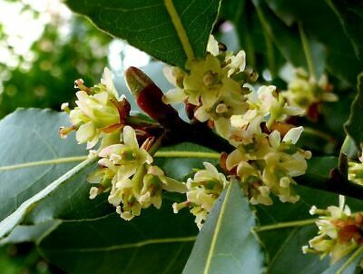 5 Laurus Nobilis Bay Leaf Laurel Seeds - Rare Tropical Tree, USA Seller, Aromatic Evergreen