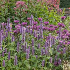 1,000 Anise Hyssop Seeds – Non-GMO, Fragrant Pollinator Plant, USA Seller,