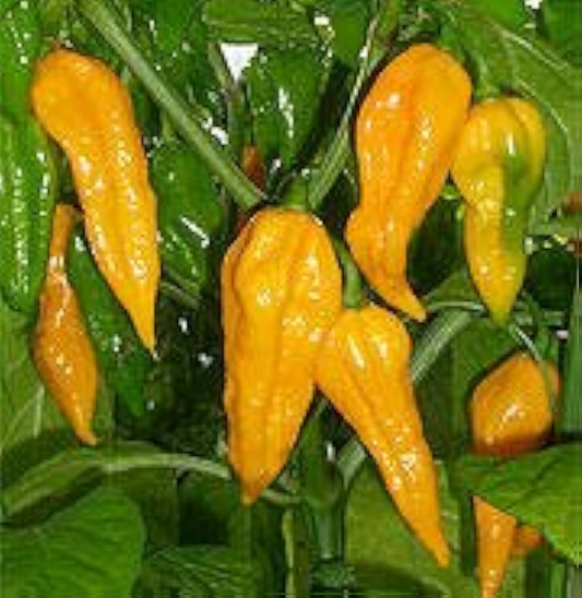Fatalii Pepper Seeds - Heirloom, Non-GMO, 125,000-325,000 SHU, Citrus Flavor, USDA Zones 3-10,