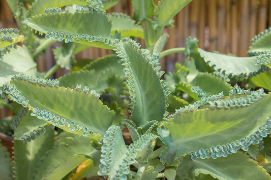 Mother of Thousands (Kalanchoe daigremontiana) – 25 Rare Succulent Seeds | Mexican Hat Plant for Indoor & Outdoor Gardens