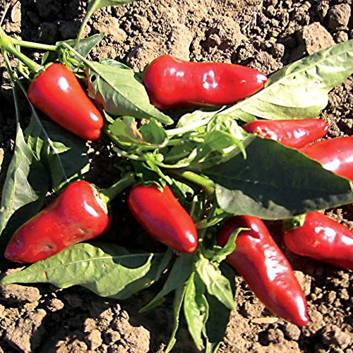 25 Fresno Pepper Seeds – Heirloom, Spicy & Flavorful, Non-GMO, High Yield, Easy to Grow
