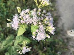 25 Jack The Bush Cuttings - Chromolaena Odorato, No Soil, No Roots, Fast-Growing Shrub