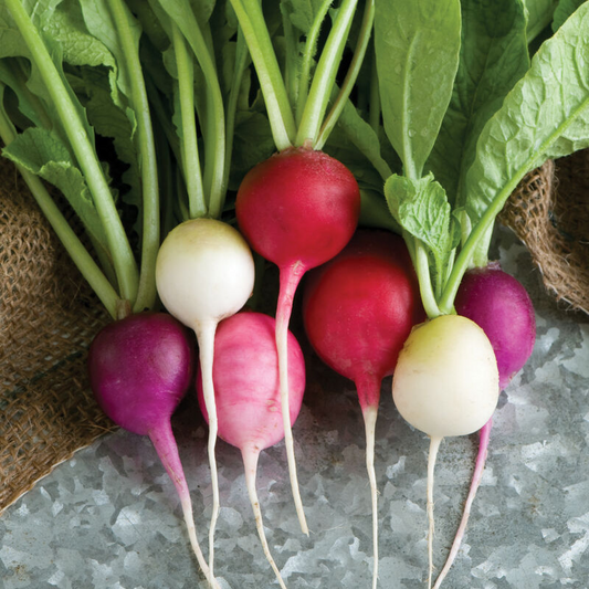 Easter Egg Radish Seeds | Heirloom Non-GMO | Colorful Radishes | Fast Growing | 30 Days to Harvest | USDA Zones 3-10 |
