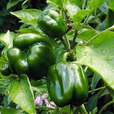 25 Emerald Giant Sweet Pepper Seeds – Capsicum annuum – Heirloom Bell Pepper, Large Green Fruits, Non-GMO, Sweet & Crisp