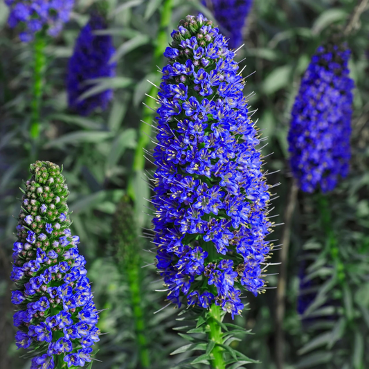 20 Pride of Madeira (Echium fastuosum) Seeds – Blue Tower of Jewels, Fast Growing, Pollinator Friendly