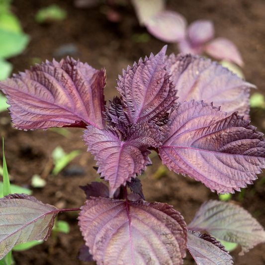 100 Seeds Perilla (Shiso) Red Aka Shiso Herb – Perilla frutescens | Heirloom Herb for Planting, Asian Cuisine