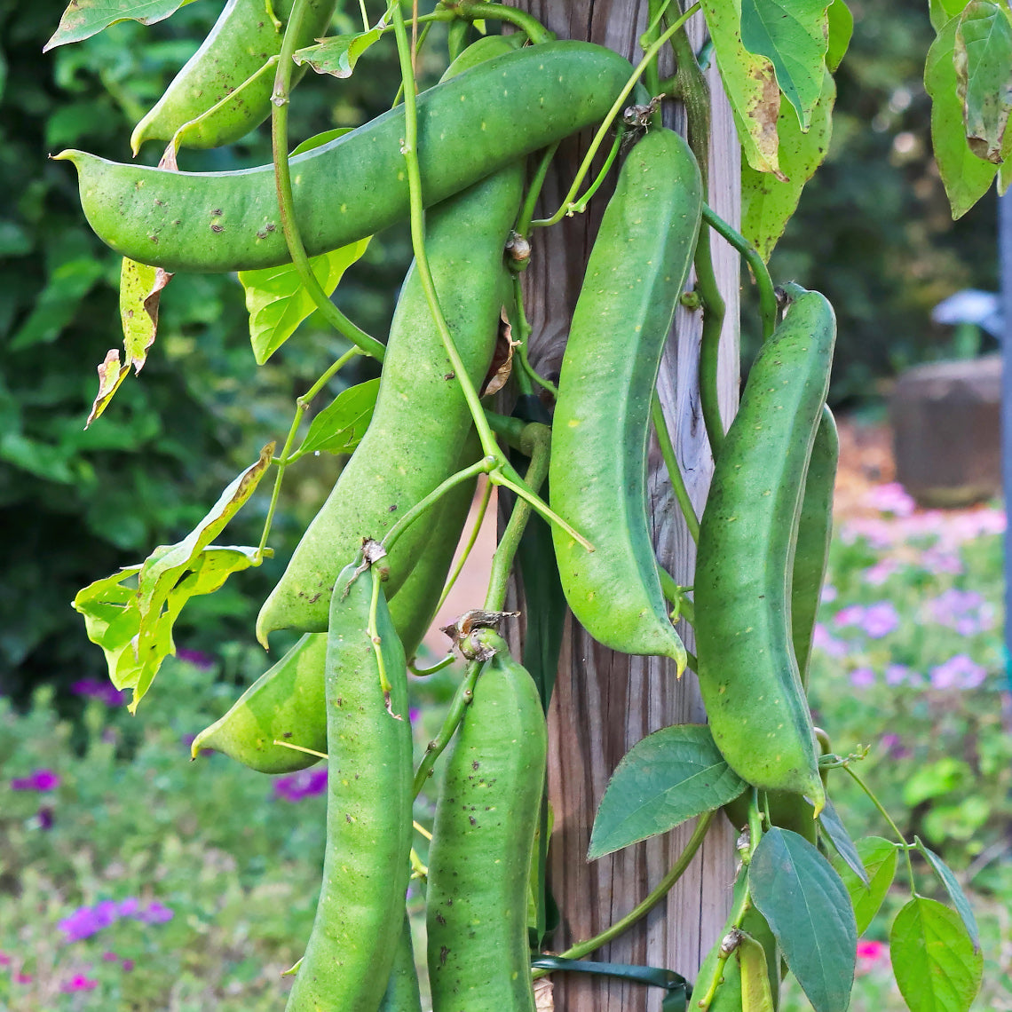10 Wonder Bean Seeds - Giant Jack/Sword Beans (Canavalia ensiformis) - High-Yield, Easy to Grow, Edible Legume for Garden or Vine
