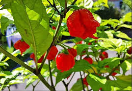 3 Red Carolina Reaper Starter Plants - Super Hot Chili - Extreme Heat for Spicy Recipes, Gardens & Container Growing