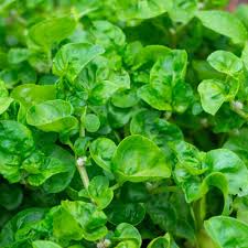 2000 Seeds Watercress Cress (Nasturtium officinale) – Nutrient-Packed Aquatic Green for Salads and Garnishes