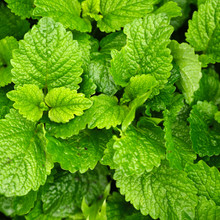 150 Lemon Balm Herb Seeds – Melissa officinalis – Heirloom, Soothing Herbal Tea, Citrus Aroma, Perennial