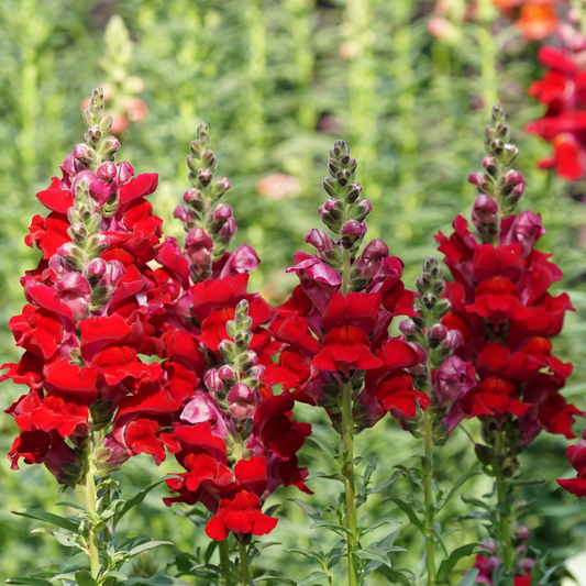 Antirrhinum majus Rocket Cherry Snapdragon Seeds – 1000+ Vibrant Cherry-Red Blooms for Garden & Cut Flowers