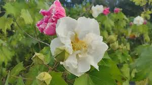 1 Tri-color Confederate Rose Hibiscus mutabilis Rooted Plant - Hardy Perennial, Pink, White, Red, Unique Blooms, Shrub for Garden