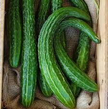 100+ Suyo Long Cucumber Seeds - Heirloom - Burpless - Organic - Non-GMO - Rare Asian Variety - Sweet & Crisp - Grows Up to 15"