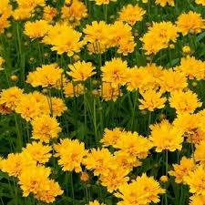 100 Seeds Lance-Leaf Coreopsis Sunburst Perennial Wildflower Tickseed Non-GMO, Bright Yellow Flowers, Native to North America